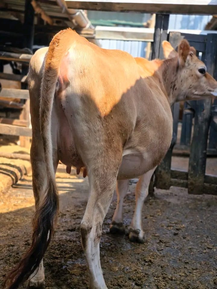 Jersey cows on the farm