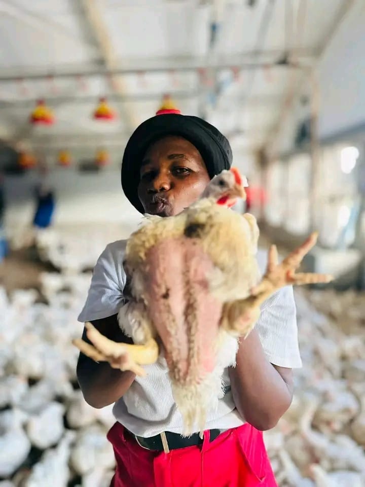 Mature broiler chickens