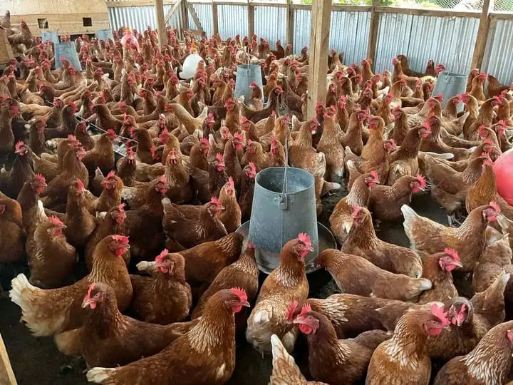 Healthy Chicks Available for sale