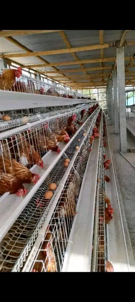 Automatic Layer Cage