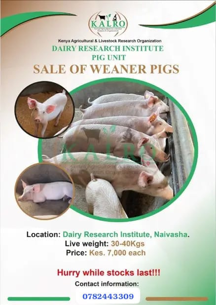 pigs